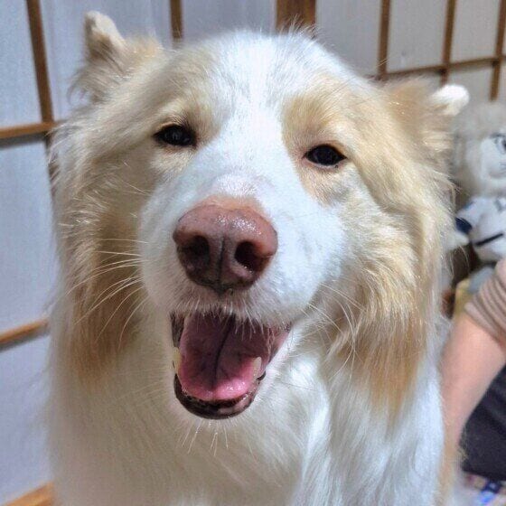 にっこり顔のバニラちゃん