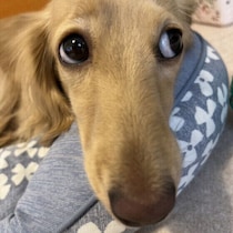 犬のにっこりおめめは幸せを感じているサイン　愛犬の“目”から読み解く気持ち