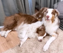 姉犬に腕を枕にされ、動けなくなったオーストラリアン・シェパード　困ってママに助けを求める