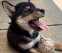 念願だった柴犬の子犬との暮らしがスタート！　生後8カ月の今、「抜群の社交性と積極性」が魅力のコに成長中