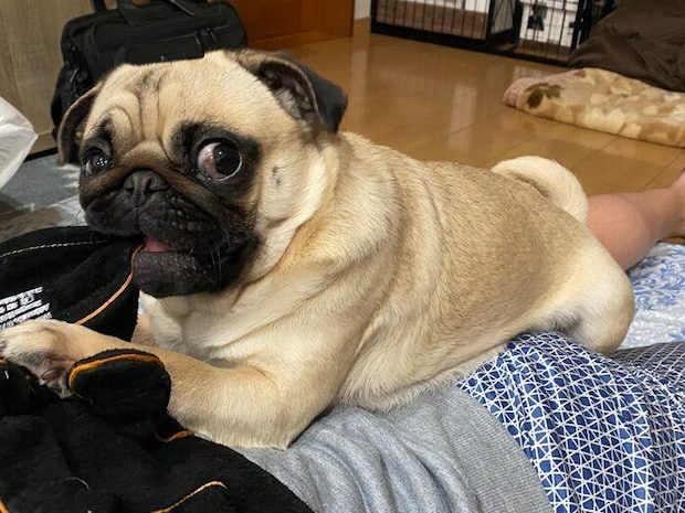 飼い主の上でくつろぐパグ