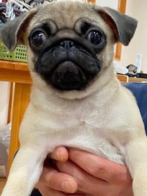 あどけない顔の生後3カ月のパグ子犬→約1年後、ふっくらまるまるとした顔になり「可愛さが増した」姿に成長！