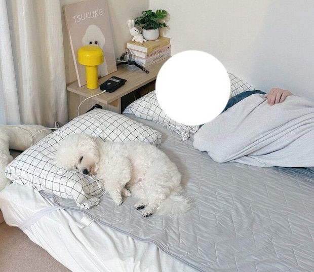 枕を使って眠るつくねちゃん。