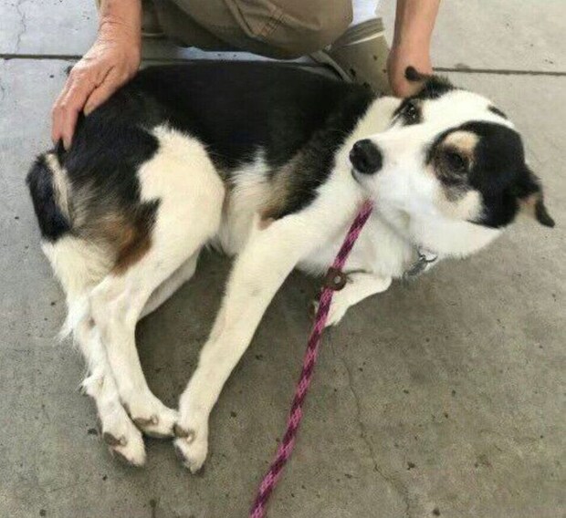 譲渡会で初対面したときのこぶしちゃん