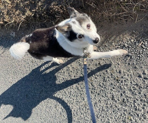 散歩を楽しむこぶしちゃん