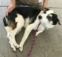 臆病だった5才の保護犬→8年後は家族のそばに寄り添う“癒し”の存在に