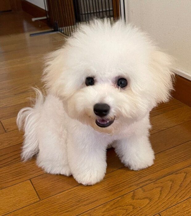 生後4カ月頃のビション・フリーゼ