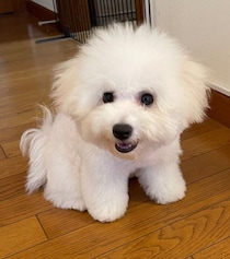 ふわふわの生後4カ月のビション・フリーゼの子犬→約3年後、「塩対応ながらも可愛い姿に癒される」日々にほっこり！