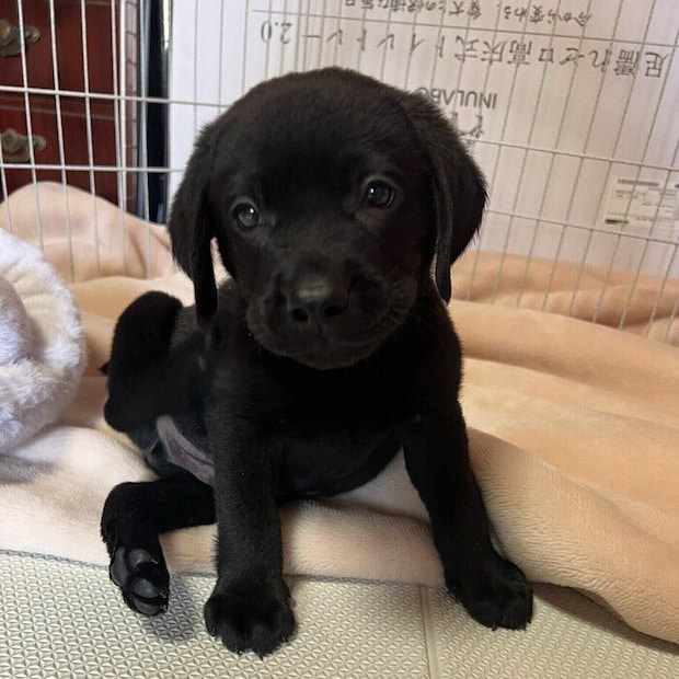 別の日 お迎えした頃のバッカスくんの様子