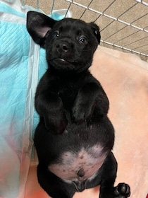 黒ラブ子犬の「お腹が大きくて心配」と動物病院へ→思わずクスッとする結末に4.4万人がいいね！
