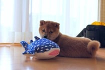 柴犬マロたんと15年前のぬいぐるみで同じアングルの写真を撮ったら、わが家の15年が見えてきた