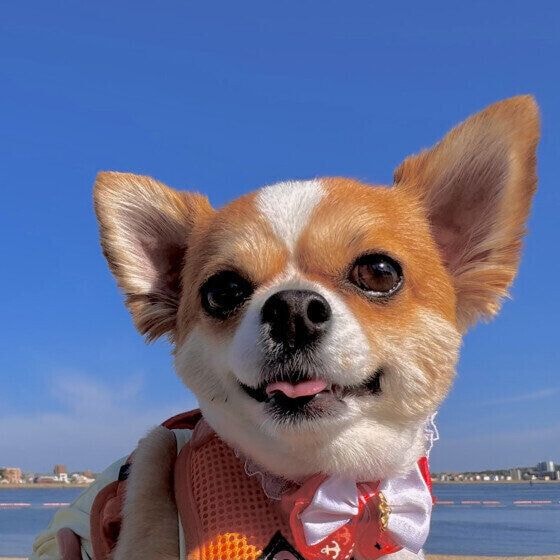 少しだけ舌を出すチワワ