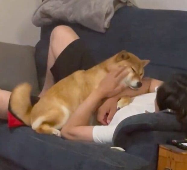 デレるおだしくん