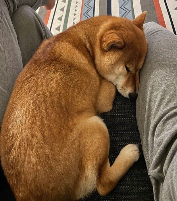 狭いところで眠るおだしくん