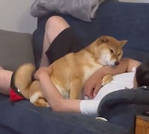 パパに1時間もぴったり密着！　ツンデレ柴犬の“デレモード”に隠れた心理｜獣医師解説