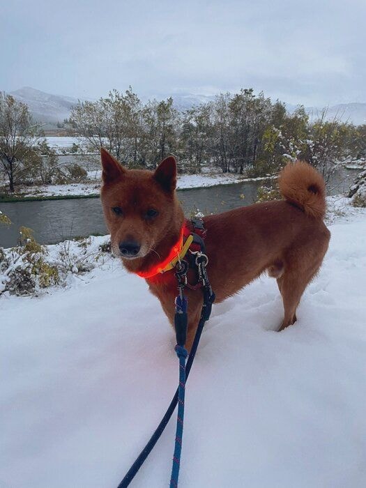 雪の中散歩をする玄くん(撮影当時4才)