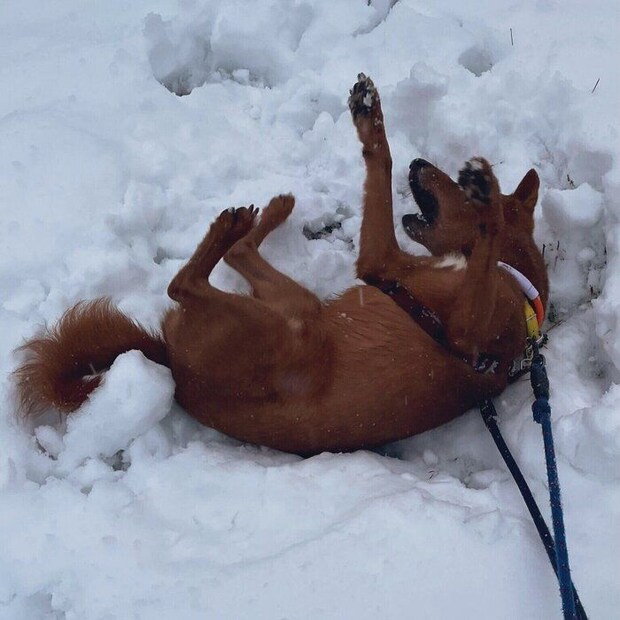 雪の上を“ゴロゴロ”する玄くん