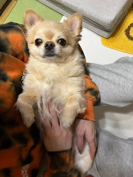 じっと見つめて「なでて」とアピールするてんくん