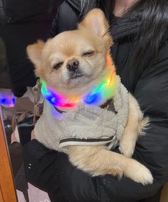 飼い主さんによると「いつも眠そうにしている」というてんくん