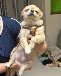 「そんなに変わる？」抱っこする相手で表情が違うチワワが話題に！約5.3万“いいね”集まる