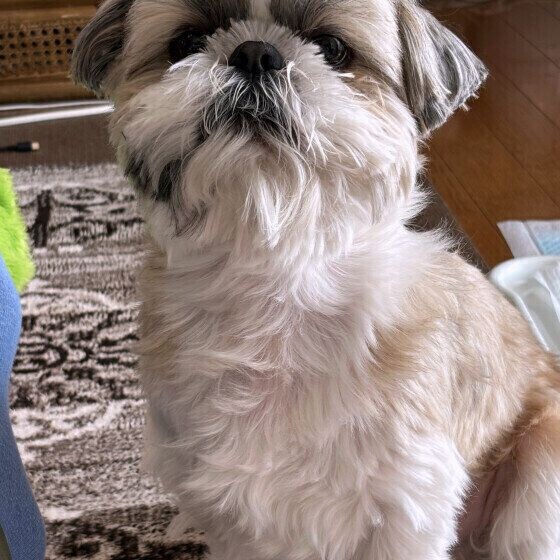 前を見つめるシー・ズー