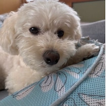 犬を長時間留守番させるリスクとは？　対策や注意点など獣医師が解説