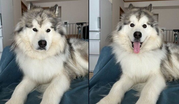 表情の変化が可愛いフブキくん