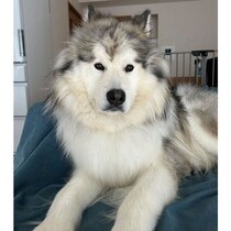 飼い主と目が合った瞬間、「真顔→ニコッ！」　犬の表情の変化から読み取れる心理｜獣医師解説