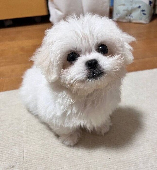 生後2カ月の子犬