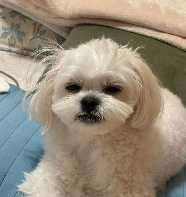 眠そうな表情の犬