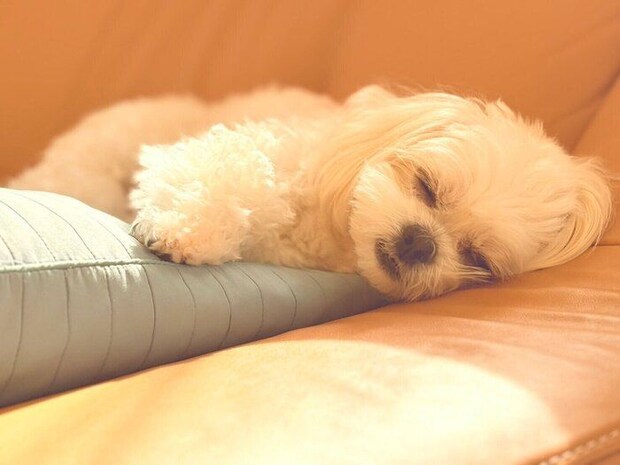 目を少し開けながら寝る犬