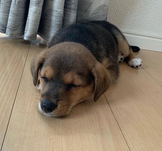 お迎えしたばかりのころのあのくん