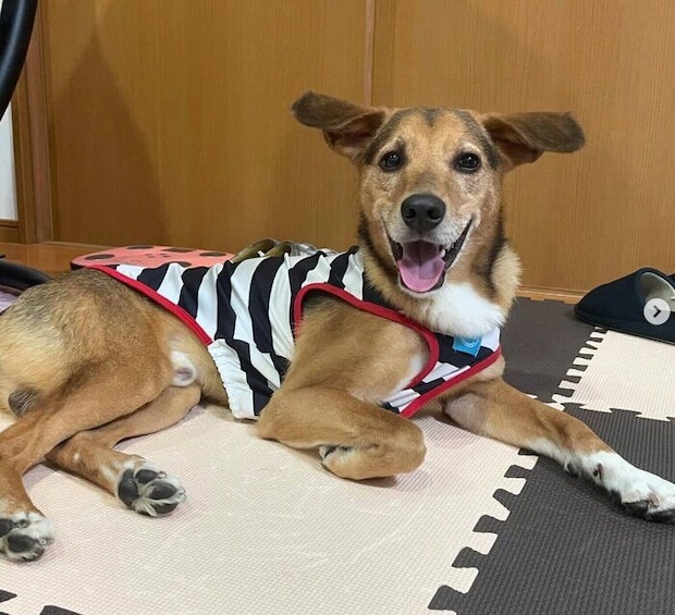 たくさん遊んでもらって大満足なあのくん