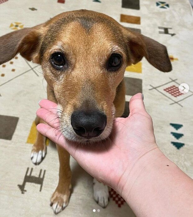 飼い主さんの手にあご乗せするあのくん