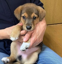 小さくあどけない保護子犬と家族に→5年後、大きな垂れ耳とニコニコ笑顔が愛らしいコに成長！