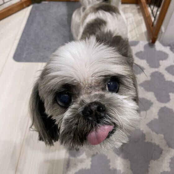 老犬のシー・ズー