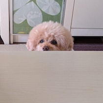 犬の体と食事、年をとるとどう変わる？食事の変化の裏にある原因とは