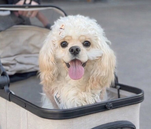 お出かけを楽しむパルちゃん