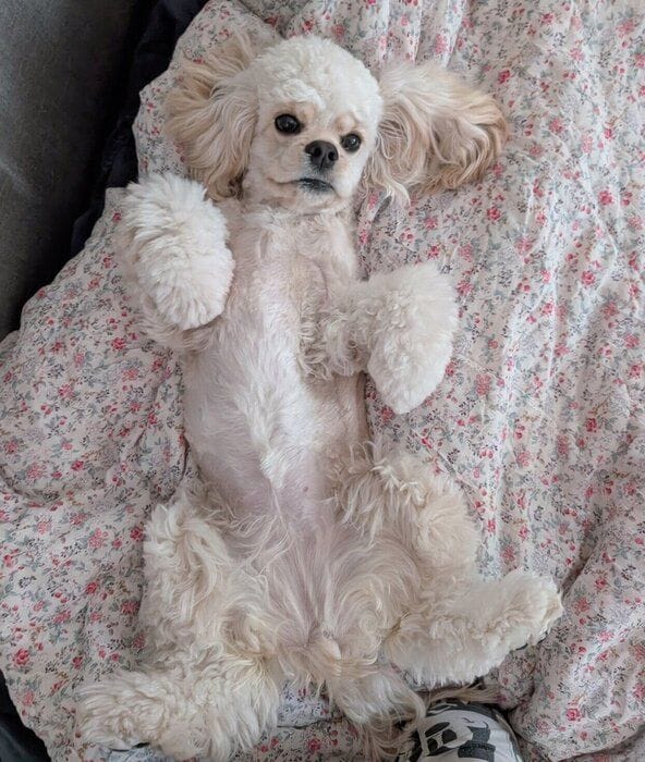 ナデナデを要求するパルちゃん