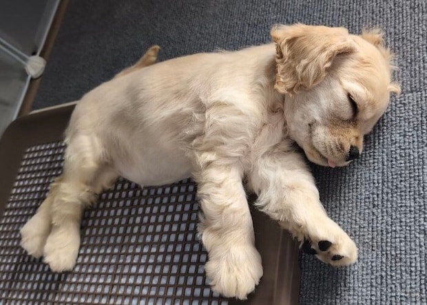 お迎えしたばかりのころのパルちゃん