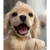 お迎え初日は“弾ける笑顔とアホ毛”が印象的な子犬→生後10カ月の今は、羊のようにモコモコに！