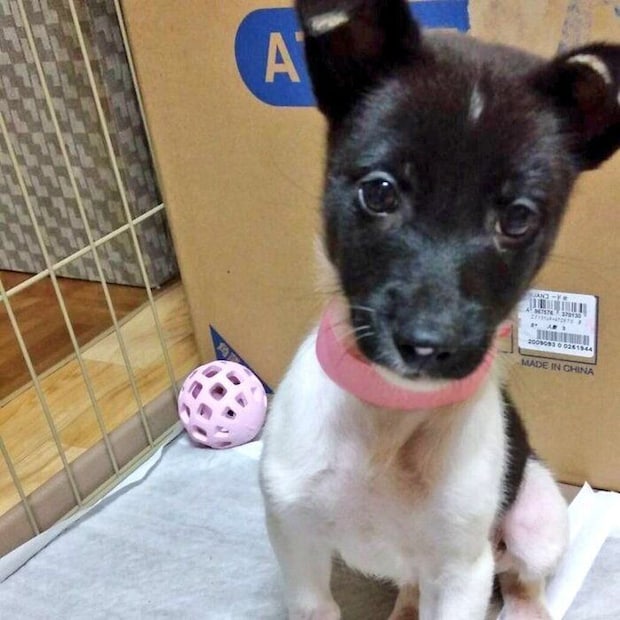 子犬時代の麦ちゃん