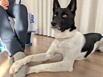 普段はやんちゃな元保護犬が、飼い主の足を両前足でサンド！　気まずそうに目を逸らす姿にクスッ