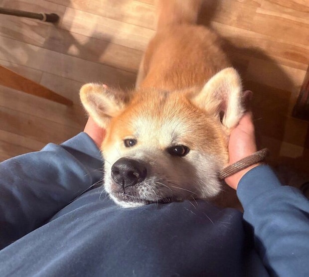 可愛い表情で飼い主さんにくっつくハチくん