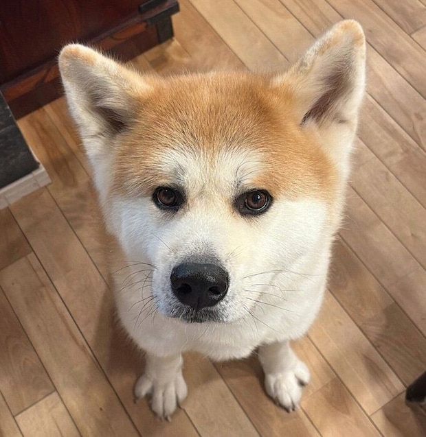 見つめるハチくん