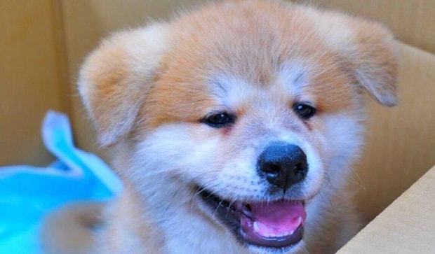 お迎え初日に撮影したハチくん