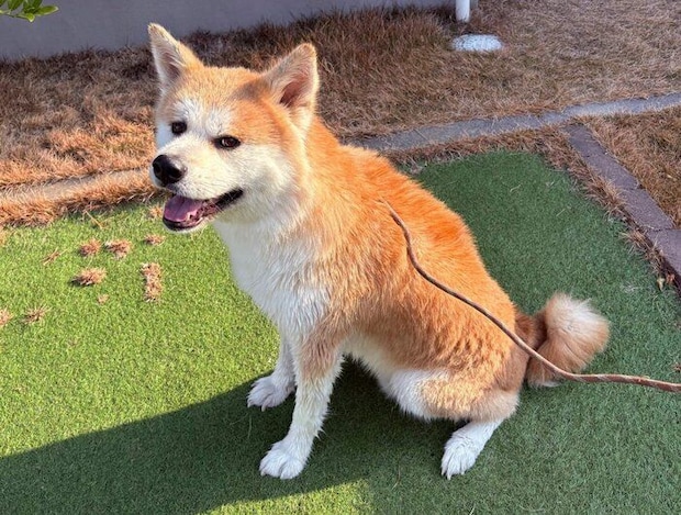 現在のハチくん