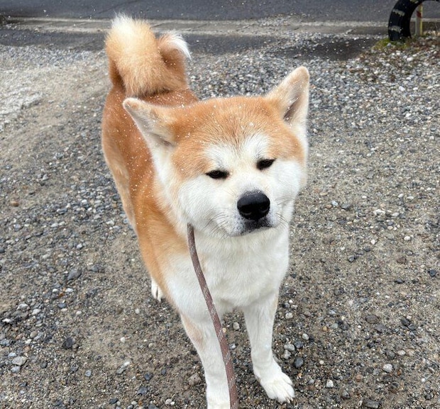 散歩するハチくん