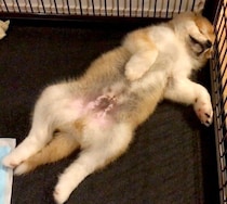 夜鳴きが続いた秋田犬の子犬→数日後に見せた無防備な“ヘソ天”姿に一安心！　4年後には「表情豊かなコ」に成長