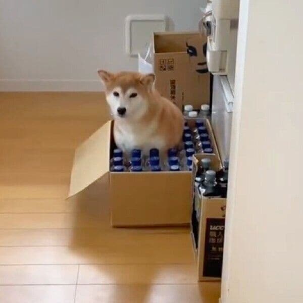 翌日も段ボールに入るももちゃん